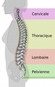 stretchingpro-guide-etirements-jambes-bas-corps-parties-colonne-vertebrale