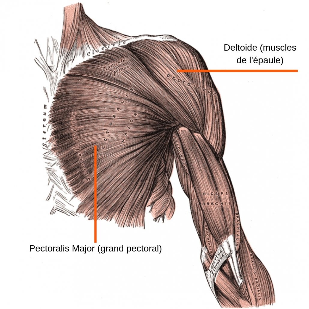 stretchingpro-etirements-epaule-vue-anterieure