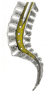 stretchingpro-colonne-lombaire