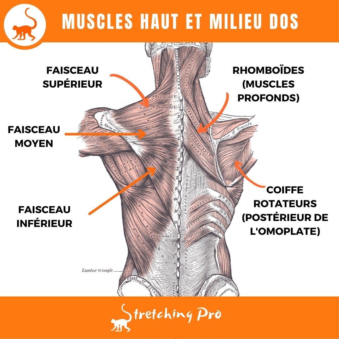stretchingpro-detendre-trapèze-muscles-anatomie