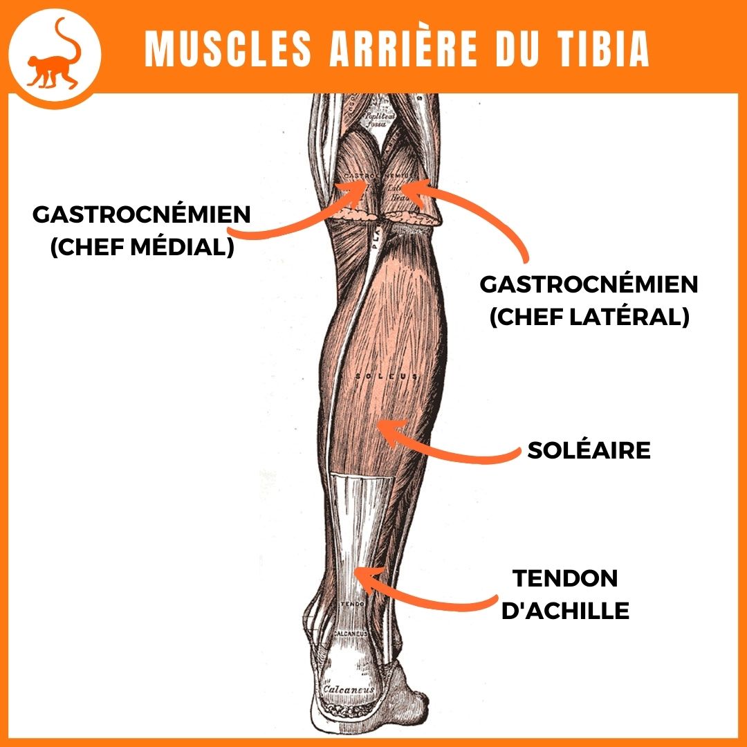stretchingpro-étirements-bas-corps-anatomie-muscles-arrière-tibia