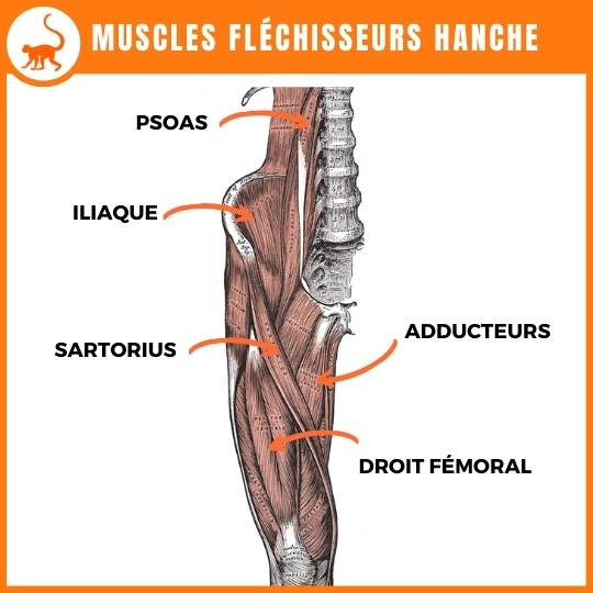 stretchingpro-étirements-bas-corps-anatomie-fléchisseurs de hanche