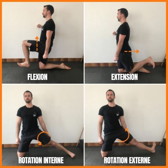 stretchingpro-étirement-grand-écart-anatomie-articulaire-hanche
