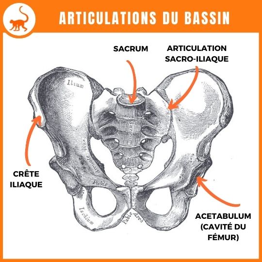 stretchingpro-étirements-bassin-anatomie-articulations