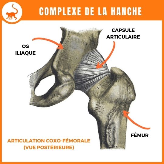 stretchingpro-assouplisssement-hanche-anatomie